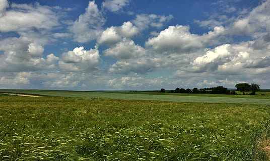 landskab, forår, skyer, promenade, Mainz, dyrkbar, Tyskland, natur, landbrug, landlige scene, himmel, Mark, sommer, græs, blå, sky - himmel, eng, udendørs, gård, jord, plante, miljø, grøn farve, skønhed i naturen, scenics - natur, rolig scene, ro, vækst, ingen mennesker, dag, afgrøde, 4K, CC0, offentligt domæne, royaltyfrie