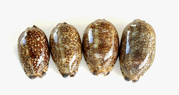conchas do mar, cartuchos, mar, Caracol, Concha, conchas lisas, animal marinho, olivas, brilhante, fechar-se, fundo branco, Comida, comida e bebida, tiro do estúdio, Cortar fora, panorâmica, ninguém, Alimentação saudável, dentro de casa, frescura, grupo de objetos, ainda vida, diretamente acima, bem-estar, pão, vegetal, cozido, escolha, grupo, lanche, comida francesa, 4K, CC0, domínio público, royalty free