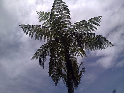 falguera, firmament, posta de sol, Palmera, cel, vespre, arbre, clima tropical, planta, creixement, núvol - cel, naturalesa, vista d’angle baix, tranquil·litat, bellesa a la natura, cap gent, dia, full, a l'aire lliure, color verd, escena tranquil·la, fulla de palma, part de la planta, palmera de coco, arbre de coníferes, 2K, CC0, domini públic, lliure de regalies