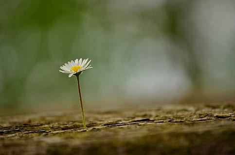 dangkal, fotografi fokus, putih, bunga aster, bunga, musim semi, alam, menanam, padang rumput, dekat, bunga runcing, kuning, flora, makro, tanaman berbunga, kerapuhan, kerentanan, kesegaran, keindahan di alam, fokus selektif, pertumbuhan, merapatkan, hal berkembang, daun bunga, kepala bunga, tidak ada orang, hari, batang tanaman, tanah, warna putih, di luar rumah, 1080P, CC0, domain publik, bebas royalti