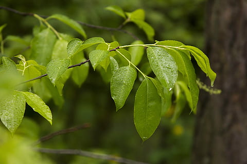 ark, grøn, Skov, natur, grønne blade, grønt blad, blade, plante, grøn baggrund, løv, plante del, blad, grøn farve, vækst, tæt på, skønhed i naturen, ingen mennesker, fokus på forgrunden, udendørs, træ, vand, dag, mad, friskhed, mad og drikke, selektiv fokusering, dråbe, jord, regnskov, 5K, CC0, offentligt domæne, royaltyfrie