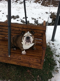 svinge, vinter, vejr, sjovt, udendørs, engelsk bulldog, race, hund, kæledyr, sne, dyr, renraset hund, hunde, husdyr, nuttet, kold temperatur, pattedyr, indenlandske, et dyr, dyre temaer, høj vinkel visning, hvirveldyr, natur, træ - materiale, ingen mennesker, dag, Mark, 2K, CC0, offentligt domæne, royaltyfrie