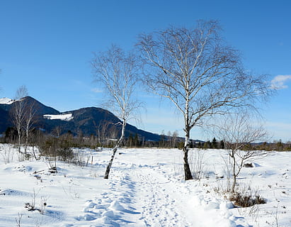 zimní, sníh, strom, jednotlivě, bříza, Studený, krajina, Heide, Příroda, zasněžený, studená teplota, rostlina, holý strom, nebe, scenics - příroda, klidné scény, hora, krása v přírodě, klid, přistát, bílá barva, nikdo, den, modrý, venku, zasněžené hory, 4K, CC0, veřejná doména, bez autorských práv