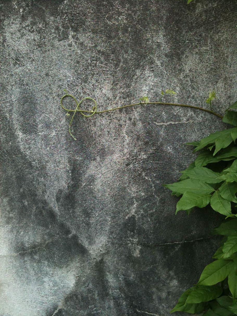 vinranke, curl, vegg, tendril, grå, isolert, ensom, blader, knute, virvel, tekstur, sement, bakteppe, mønster, mot, anlegg, abstrakt, vekst, blad, grønn farge, ingen folk, nærbilde, plante del, natur, dag, strukturert, veggbyggingsfunksjon, eføy, skjønnhet i naturen, utendørs, creeper plante, full ramme, botanikk, rett over, grønn, betong, 1080P