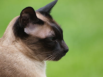 charmant, zoeken naar, dieren, huisdieren, een beetje, vacht, kat, nieuwsgierigheid, één dier, zoogdier, dierlijke thema's, dier, huiselijk, dierlijke lichaamsdeel, gewerveld, detailopname, dierenkop, geen mensen, op zoek, katachtig, wegkijken, huiskat, groene kleur, snorhaar, focus op de voorgrond, profielweergave, klein, dierlijk oog, 4K, CC0, publiek domein, royaltyvrij