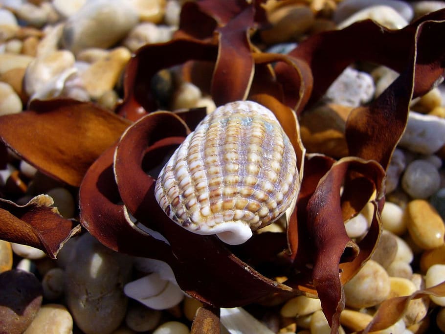petxina de mar, platja, devon, bonic, shell, algues, còdols, primer pla, cap gent, fauna animal, centrar-se en primer pla, animal, mar, gran grup d'objectes, closca d’animals, temes d'animals, la vida marina, abundància, naturalesa, patró natural, dia, animals a la natura, terra, marí, cloïssa, 720P