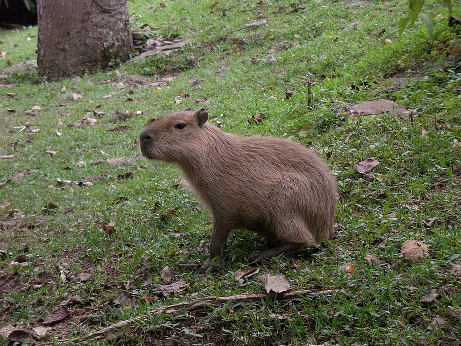 pole, wiewiórka, bóbr, Natura, dziki, zwierzęca przyroda, ssak, jedno zwierzę, zwierzęta na wolności, roślina, trawa, żadnych ludzi, kręgowiec, wylądować, dzień, brązowy, widok z boku, drzewo, na dworze, gryzoń, roślinożerny, 1080P