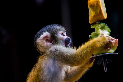 monkey holding fruit, squirrel monkey, monkey, äffchen, eat, curious, cute, animal, creature, climb, mammal, nature, animal world, wildlife photography, tree, brown, black, brown black, herr nilson, animal themes, primate, one animal, animal wildlife, food, food and drink, close-up, focus on foreground, vertebrate, animals in the wild, no people, holding, eating, side view, healthy eating, fruit, ape, profile view, black background, mouth open, 5K, CC0, public domain, royalty free