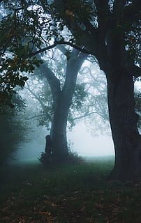 person, standing, beside, tree, people, hiding, plant, nature, outdoor, green, grass, leaf, fog, tree trunk, landscape, outdoors, day, tranquility, forest, no people, trunk, land, growth, beauty in nature, branch, tranquil scene, scenics - nature, environment, hazy, 5K, CC0, public domain, royalty free