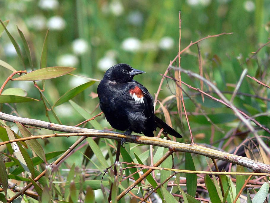branca, arbre, posat, és, això, com, càmera, de, lluny, cap, seu, girs, tricolor, Agelaius, merla, merles, ocells, animals, fauna, ocell, temes d'animals, color negre, fauna animal, animal, vertebrats, animals a la natura, un animal, planta, centrar-se en primer pla, dia, cap gent, naturalesa, creixement, a l'aire lliure, primer pla, terra, part de la planta, 2K