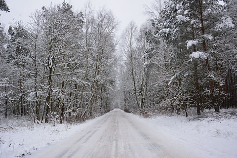 inverno, foresta, la neve, freddo, nevoso, lontano, temperatura fredda, nevicando, natura, tempo metereologico, albero, pianta, la strada davanti, strada, direzione, mezzi di trasporto, terra, nessuno, bellezza nella natura, scenics - natura, la tranquillità, prospettiva decrescente, scena tranquilla, albero nudo, tempo estremo, 5K, CC0, dominio pubblico, privo di copyright