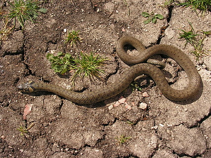 serp, natrix, gatejar, rèptil, animal, naturalesa, vida salvatge, temes d'animals, fauna animal, un animal, animals a la natura, cap gent, vertebrats, vista d’angle alt, dia, planta, terra, a l'aire lliure, brutícia, camp, arbre, part del cos dels animals, animals en captivitat, verinós, escala d’animals, 1080P, CC0, domini públic, lliure de regalies