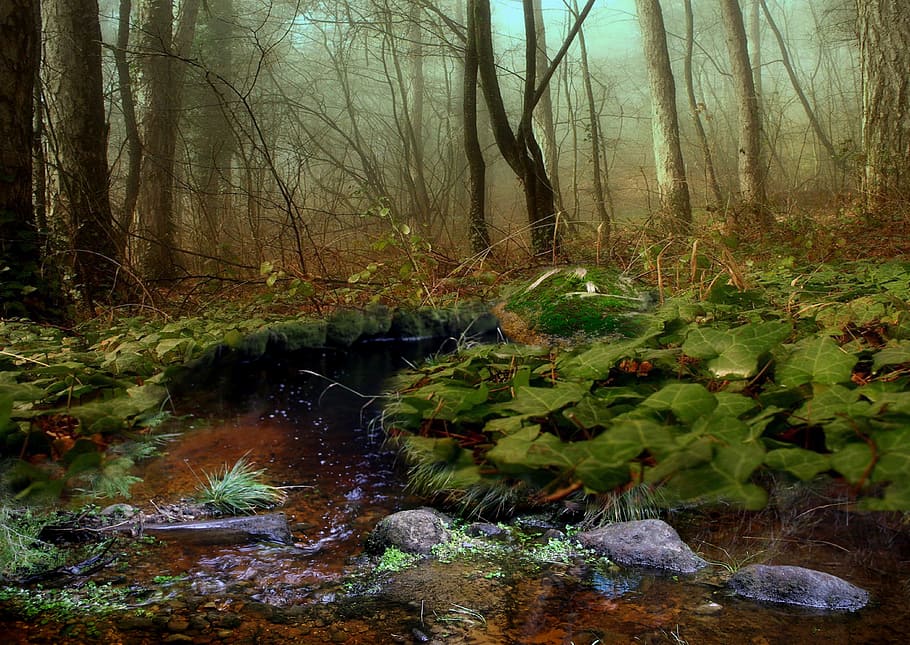 naturalesa, arbre, molses, riu, aigua, torrent, rierol, les pedres, pedra, arbre caigut, bosc, vegetació, fullatge, herba, tardor, herba seca, fulles seques, la boira, plantes seques, planta, terra, bellesa a la natura, tranquil·litat, cap gent, escena tranquil·la, escenics - natura, tronc de l'arbre, dia, tronc, creixement, descàrrega, sòlid, rock - object, rierol: aigua que flueix, a l'aire lliure, aigua que flueix, que flueix, 4K
