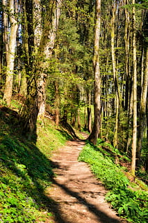 away, path, forest, hiking, nature, trail, forest path, green, footpath, migratory path, recovery, holiday, leisure, recover, relaxation, relax, tree, outdoors, woodland, green Color, landscape, summer, no People, scenics, plant, land, tranquility, tranquil scene, beauty in nature, sunlight, trunk, tree trunk, growth, day, direction, the way forward, scenics - nature, shadow, 5K, CC0, public domain, royalty free