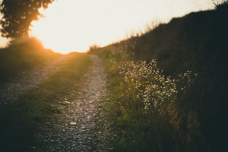 hvid, blomster, græs, sti, vej, gangbro, grus, aften, scene, baggrundsbelysning, sol, lys, lyse, vegetation, solnedgang, natur, Mark, vækst, plante, rolig scene, landskab, landlige scene, landbrug, ro, udendørs, himmel, sollys, skønhed i naturen, ingen mennesker, jord, vejen frem, retning, scenics - natur, dag, linseflare, 1080P