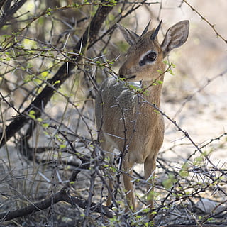dikdik, Antilope, klein, Namibia, Afrika, Säugetier, zierlich, winzig, Safari, ein Tier, Tier, Tierthemen, Tiere in freier Wildbahn, Tierwelt, Wirbeltier, keine Leute, Fokus auf den Vordergrund, Baum, Natur, Pflanze, Tag, Ast, Land, Kamera betrachten, draußen, Porträt, Feld, pflanzenfressend, 2K, CC0, gemeinfrei, lizenzfrei
