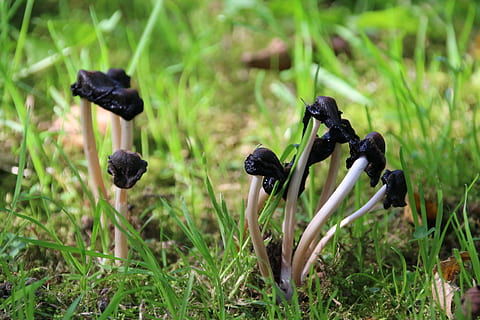 fungo, natura, eucarioti, foresta, autunno, legna, pianta, crescita, concentrarsi sulle conoscenze acquisite, erba, avvicinamento, colore verde, nessuno, terra, colore nero, campo, giorno, messa a fuoco selettiva, cibo, freschezza, bellezza nella natura, la tranquillità, all'aperto, stelo vegetale, albero, 5K, CC0, dominio pubblico, privo di copyright