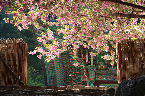 marró, obert, porta, rosa, arbre, secció, flors, temple, entrada, lluna, graons de pedra, fusta, esperança, mono, muntanya, naturalesa, Japó, planta, flor, planta amb flors, estructura construïda, arquitectura, exterior de l'edifici, bellesa a la natura, color rosa, edifici, dia, creixement, frescor, cap gent, material de fusta, a l'aire lliure, casa, límit, primavera, flor de cirerer, 2K, CC0, domini públic, lliure de regalies