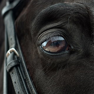 foto ravvicinata, occhio animale, cavallo, occhio, specchio, riflessione, avvicinamento, occhio umano, guardando la fotocamera, parte del corpo umano, adulto, una persona, persone, ritratto, all'aperto, iride - occhio, mammifero, animale, animali domestici, temi animali, un animale, domestico, bestiame, fauna selvatica, parte del corpo animale, vertebrato, animale da lavoro, testa di animale, nessuno, erbivoro, briglia, bulbo oculare, 2K, CC0, dominio pubblico, privo di copyright