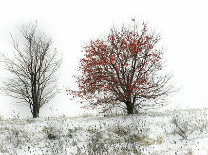 gris, cel, naturalesa, ennuvolat, blanc, paisatge, temps, natural, a l'aire lliure, arbre, hivern, temperatura de fred, neu, arbre nu, congelat, escena tranquil·la, planta, tranquil·litat, escenics - natura, terra, medi ambient, bellesa a la natura, branca, camp, cap gent, escena no urbana, nevar, aïllat, 2K, CC0, domini públic, lliure de regalies