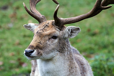 Hirsch, daino, foresta, temi animali, animale, fauna selvatica, animali allo stato selvatico, un animale, mammifero, cervo, concentrarsi sulle conoscenze acquisite, vertebrato, ramificazione, giorno, natura, avvicinamento, nessuno, cornuto, terra, pianta, animali domestici, ritratto, erbivoro, all'aperto, testa di animale, 5K, CC0, dominio pubblico, privo di copyright