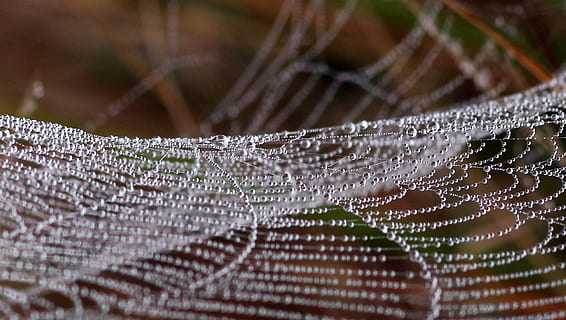 Nahaufnahmefoto, Spinnennetz, Wassertau, Tropfen, Tau, Platz, Natur, keine Leute, Zerbrechlichkeit, Nahansicht, selektiver Fokus, Verletzlichkeit, Fokus auf den Vordergrund, Tag, Muster, Makro, Vollbild, fallen, draußen, Tierthemen, Komplexität, Hintergründe, natürliches Muster, Wasser, Spinne, Netz, konzentrisch, 1080P, CC0, gemeinfrei, lizenzfrei