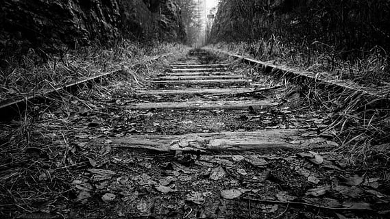 fotografie ve stupních šedi, vlaku, vedle, strom, kolejnice, stezka, vlak, tráva, Černý a bílý, dřevo, les, železniční trať, železniční dopravy, cesta vpřed, den, venku, nikdo, Příroda, směr, přistát, rostlina, perspektiva, rostlinné části, list, přeprava, dráha, růst, bod zmizení, špína, chaotický, listy, dlouho, povrchu, 4K, CC0, veřejná doména, bez autorských práv