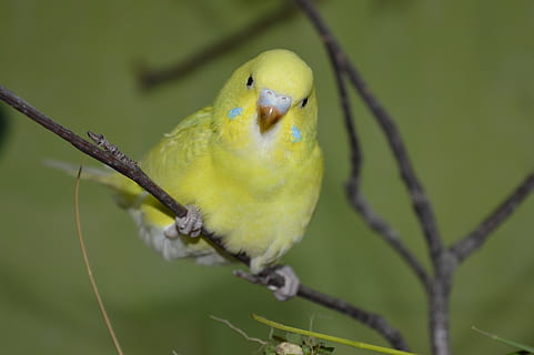 Budgie, galben, ziervogel, un animal, animale tematice, animale în sălbăticie, Culoarea verde, a închide, animale sălbatice, pasăre, animal, animale vertebrate, papagal, stinghie, ramură, copac, nici o persoana, să se concentreze asupra primelor elemente, perus, zi, natură, în aer liber, pasăre tropicală, 5K, CC0, domeniu public, fără drepturi de autor