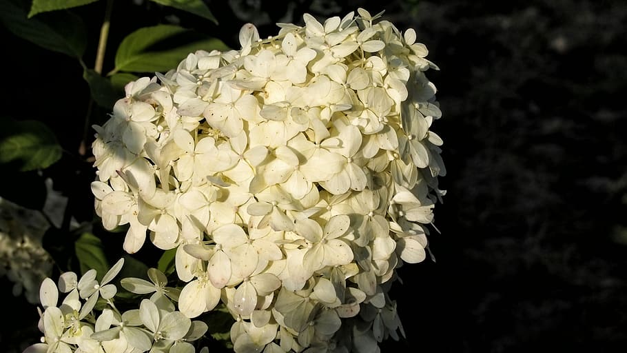 ortanca, hydrangeas, çoğalmaları, çiçek, Bahçe, doğa, bir bahçe bitkisi, bitki, yaz, bir çiçek bahçesi, süs bitkisi, çiçeklenme, renkli, çiçekli bitki, doğada güzellik, kapatmak, büyüme, taçyaprağı, kırılganlık, Beyaz renk, çiçek kafa, Güvenlik açığı, ön plana odaklanmak, tazelik, insansız, gün, açık havada, seçici odak, siyah arka plan, Çiçek demeti, 4K