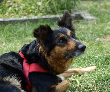 border Collie, hund, opmærksomhed, ansigt, portræt, nysgerrig, hoved, border collie mix, hunde, et dyr, pattedyr, kæledyr, indenlandske, dyre temaer, husdyr, dyr, græs, hvirveldyr, kigger væk, Mark, jord, leder, plante, dag, ingen mennesker, fokus på forgrunden, natur, udendørs, dyr hoved, 2K, CC0, offentligt domæne, royaltyfrie
