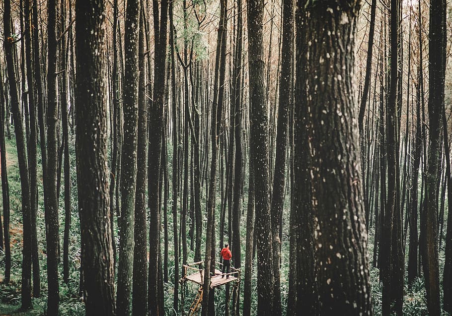 home, de peu, arbre, stand, envoltat, arbres forestals, vermell, superior, coberta d'arbre, bosc, durant el dia, tronc, persona, esquena, plataforma d’observació, escorça, fusta, verd, al matí, indonesi, yogyakarta, pi, ascensor, planta, terra, bellesa a la natura, tranquil·litat, tronc de l'arbre, naturalesa, persones reals, creixement, una persona, escena tranquil·la, activitat d'oci, escenics - natura, dia, estils de vida, escena no urbana, a l'aire lliure, 4K