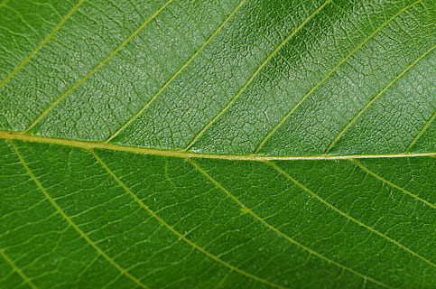 closeup, photo, green, leaf, walnut, foliage, vegetation, nature, walnuts, plant, spring, tree, juicy green, plants, the background, texture, wallpaper, green Color, backgrounds, close-up, freshness, pattern, plant part, leaf vein, full frame, no people, beauty in nature, outdoors, day, extreme close-up, natural pattern, textured, vulnerability, fragility, macro, selective focus, 4K, CC0, public domain, royalty free