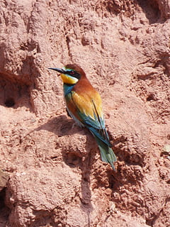 Bienenesser, Vogel, Farben, Schlammwand, Abellerol, Merops Apiaster, Wirbeltier, Tierthemen, Tier, Tierwelt, Tiere in freier Wildbahn, ein Tier, hocken, keine Leute, Tag, Rock, Natur, Rock - Objekt, draußen, in voller Länge, Eisvogel, solide, Felsformation, Schönheit in der Natur, Nahansicht, 4K, CC0, gemeinfrei, lizenzfrei