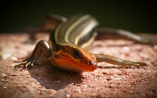 pięć liniowanych skinków, gad, jaszczurka, dzikiej przyrody, Natura, ścieśniać, plestiodon fasciatus, skink z czerwonymi głowami, Ameryka północna, jedno zwierzę, tematy zwierzęce, zwierzęta na wolności, zwierzęca przyroda, żadnych ludzi, zbliżenie, selektywne skupienie, kręgowiec, część ciała zwierzęcia, wylądować, solidny, dzień, na dworze, płaz, gekon, poziom powierzchni, oko zwierzęcia, 1080P, CC0, domena publiczna, darmowe zdjęcia