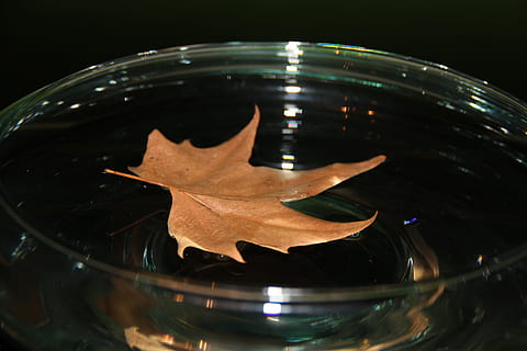 Schale, Muscheln, Blatt, Kräuterblatt, Blatt im Wasser, Herbstlaub, Das Blatt, im Herbst, Tröpfchen, Blätter, Reflexion, Wasser, keine Leute, Nahansicht, Fischglas, drinnen, Glas - Material, Pflanzenteil, transparent, Natur, Stillleben, Glas, Essen und Trinken, selektiver Fokus, Herbst, Studioaufnahme, High Angle View, Getränk, Erfrischung, 5K, CC0, gemeinfrei, lizenzfrei