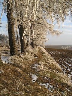 miškas, žiemą, ledas, šalta, pobūdį, žiemos, apšvietimas, žiemos miškas, medis, augalų, ramybė, žemės, grožis gamtoje, ramioje scenoje, nėra žmonių, dieną, lauke, aplinką, medžio kamienas, augimą, dangus, bagažinė, vaizdai - gamta, kraštovaizdį, ne miesto scenoje, vanduo, 2K, CC0, Viešasis domenas, nemokamai