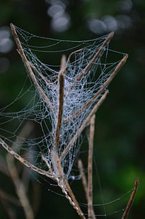 Spinnennetz, Netzwerk, Fall, Natur, Nahansicht, Fokus auf den Vordergrund, Zerbrechlichkeit, Pflanze, keine Leute, Tag, Verletzlichkeit, draußen, selektiver Fokus, trocken, Tier, Schönheit in der Natur, Ruhe, Pflanzenteil, Spinne, Komplexität, Zweig, Blatt, tote Pflanze, Netz, 4K, CC0, gemeinfrei, lizenzfrei