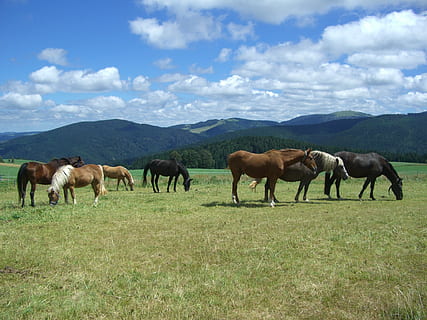 paddock, tugurio, Feldberg, nubes, bosque Negro, campo, mamífero, grupo de animales, hierba, cielo, animal, tierra, animales domesticos, nube - cielo, temas de animales, planta, ganado, montaña, paisaje, mascotas, vertebrado, nacional, naturaleza, ambiente, nadie, herbívoro, 1080P, CC0, dominio público, libre de derechos