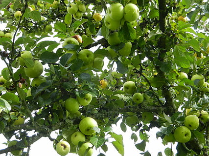 æbler, frugt, træ, grøn, mad, landbrug, natur, moden, friskhed, blad, organisk, afdeling, grøn farve, gård, vækst, sommer, sund kost, mad og drikke, plante, plante del, ingen mennesker, velvære, lav vinkel visning, skønhed i naturen, dag, frugt træ, udendørs, umodne, æble, 4K, CC0, offentligt domæne, royaltyfrie