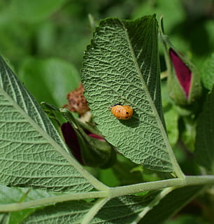mariehønepuppe, blad underside, tæt på, mariehøne, puppe, insekt, gavnlig, dyr, natur, plante del, blad, hvirvelløse, dyreliv, dyre temaer, plante, grøn farve, dyr i naturen, bille, et dyr, dag, ingen mennesker, vækst, fokus på forgrunden, udendørs, lille, 2K, CC0, offentligt domæne, royaltyfrie