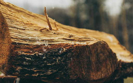 macrofotografia, tritato, ceppo, macro, tronco d'albero, la neve, legna, legno - materiale, legname, albero, nessuno, avvicinamento, strutturato, natura, legna da ardere, concentrarsi sulle conoscenze acquisite, all'aperto, la deforestazione, cibo e bevande, industria del legname, messa a fuoco selettiva, combustibile fossile, pianta, abbaiare, 4K, CC0, dominio pubblico, privo di copyright