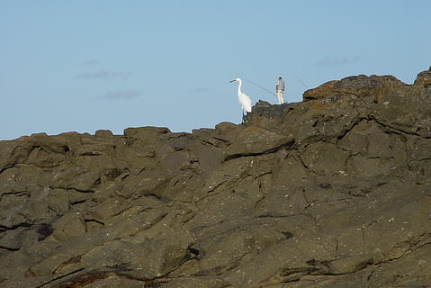 fishers, bird, rocks, animal, animal themes, rock - object, rock, environment, nature, sky, animals in the wild, solid, animal wildlife, no people, hill, vertebrate, land, rock formation, outdoors, landscape, cloud - sky, group of animals, climate, 2K, CC0, public domain, royalty free