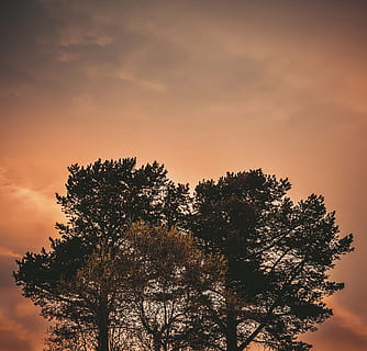 wolkig, Himmel, Baum, Foto, niedrig, Winkel, Grün, Blatt, Bäume, Geäst, Blätter, Orange, Natur, Wolken, Kiefer, Sonnenuntergang, Pinaceae, keine Leute, Silhouette, Wald, szenen, Pflanze, Schönheit in der Natur, Ruhe, Wachstum, ruhige Szene, Szenen - Natur, wolke - himmel, orange Farbe, draußen, Dämmerung, idyllisch, Nicht-städtische Szene, Ast, Wipfel, Nadelbaum, 2K