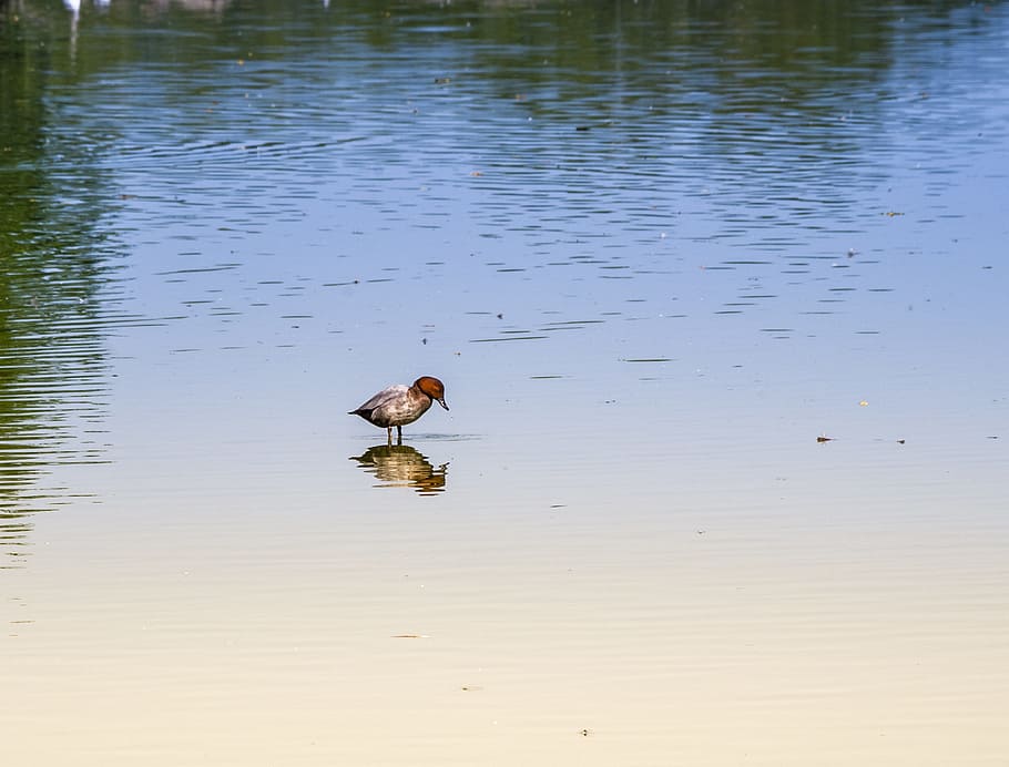 Ente, See, Natur, Reflexion, Tierwelt, Tier, Tierthemen, Wasser, Tiere in freier Wildbahn, Vogel, Wirbeltier, ein Tier, Ufergegend, keine Leute, Schönheit in der Natur, Tag, draußen, Schwimmen, High Angle View, 2K