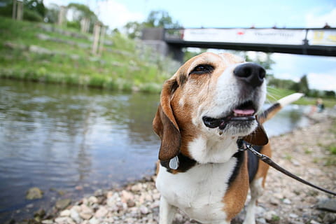 hund, beagle, flod, kæledyr, indenlandske, husdyr, hunde, et dyr, pattedyr, dyre temaer, dyr, vand, hvirveldyr, fokus på forgrunden, dag, leder, krave, kigger væk, natur, pet krave, ingen mennesker, udendørs, dyr hoved, 1080P, CC0, offentligt domæne, royaltyfrie