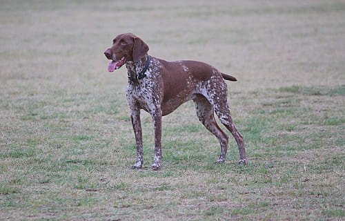 cane, pointer, marrone bianco, grande, stare in piedi, pedigree, animale domestico, parco, animale, canino, domestico, animali domestici, un animale, mammifero, temi animali, vertebrato, campo, terra, natura, giorno, erba, movimento, nessuno, guardando lontano, in esecuzione, analizzare, cercare, guardare, bocca aperta, Weimaraner, bocca animale, 4K, CC0, dominio pubblico, privo di copyright