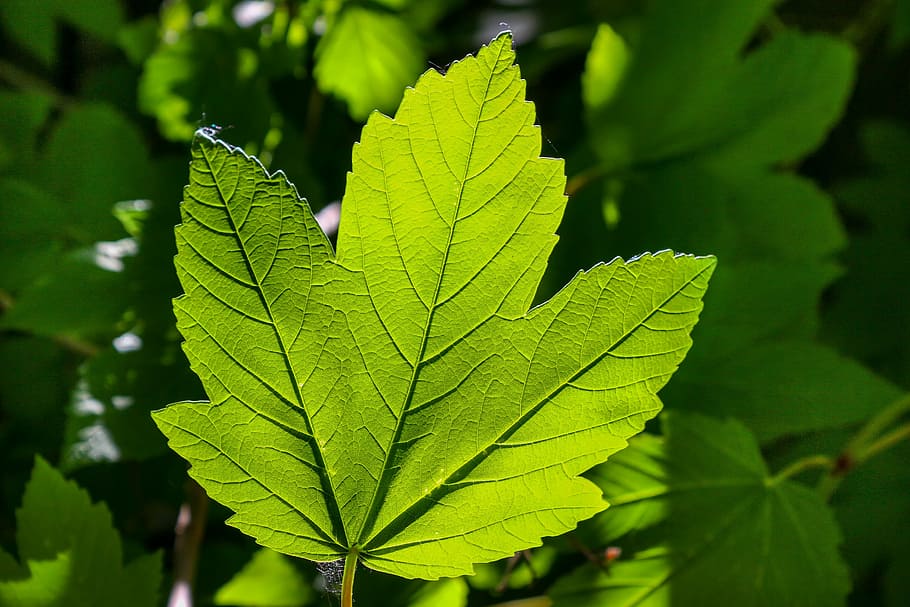 Nahaufnahmefoto, Grün, l; Blatt, Natur, Pflanze, Blatt, Gegenlicht, durchscheinen, Rechnung, Ahorn, Frühling, hell, Detail, Struktur, hellgrün, frisch, Pflanzenteil, grüne Farbe, Wachstum, Nahansicht, Fokus auf den Vordergrund, Blattvene, Schönheit in der Natur, Tag, keine Leute, draußen, Blätter, selektiver Fokus, natürliches Muster, Sonnenlicht, Frische, Baum, Ruhe, Ahornblatt, 2K