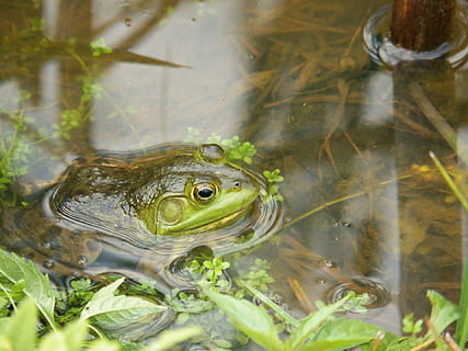 frø, frøer, tudse, tudser, Dam, vand, bæk, natur, sø, dyreliv, vådområder, dyr, dyre temaer, et dyr, hvirveldyr, dyr i naturen, padde, svømning, ingen mennesker, dag, krybdyr, plante, grøn farve, tæt på, udendørs, dyr hoved, dyr øje, overfladisk, sump, 1080P, CC0, offentligt domæne, royaltyfrie