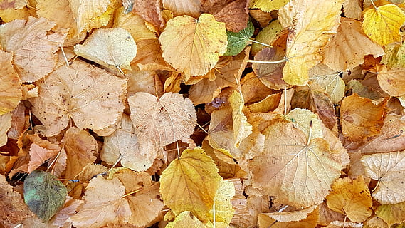 Gelb, Blätter, Tageszeit, Textur, Hintergrund, Herbstlaub, Herbst, Zeit des Jahres, Laubbaum, Herbstfarben, Goldener Oktober, Orange, Rotbraun, bunt, Vollbild, Hintergründe, Blatt, Pflanzenteil, keine Leute, Natur, trocken, Tag, Nahansicht, Veränderung, Verletzlichkeit, große gruppe von gegenständen, Zerbrechlichkeit, Fülle, draußen, Schönheit in der Natur, Pflanze, natürlicher Zustand, verwelkte Pflanze, 4K, CC0, gemeinfrei, lizenzfrei