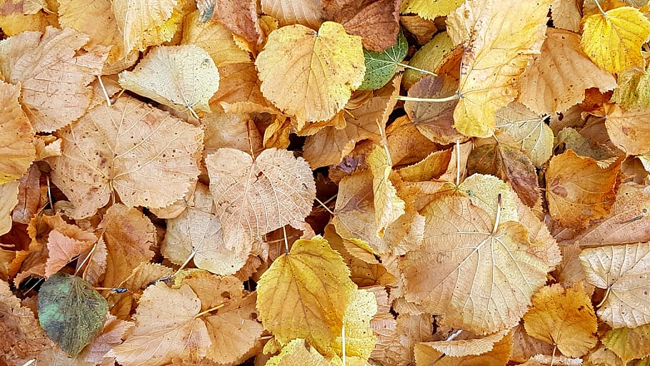 Gelb, Blätter, Tageszeit, Textur, Hintergrund, Herbstlaub, Herbst, Zeit des Jahres, Laubbaum, Herbstfarben, Goldener Oktober, Orange, Rotbraun, bunt, Vollbild, Hintergründe, Blatt, Pflanzenteil, keine Leute, Natur, trocken, Tag, Nahansicht, Veränderung, Verletzlichkeit, große gruppe von gegenständen, Zerbrechlichkeit, Fülle, draußen, Schönheit in der Natur, Pflanze, natürlicher Zustand, verwelkte Pflanze, 4K